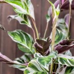  Kalatea (Calathea) ´FUSION WHITE´ - výška 30-40 cm, kont. C1,5L